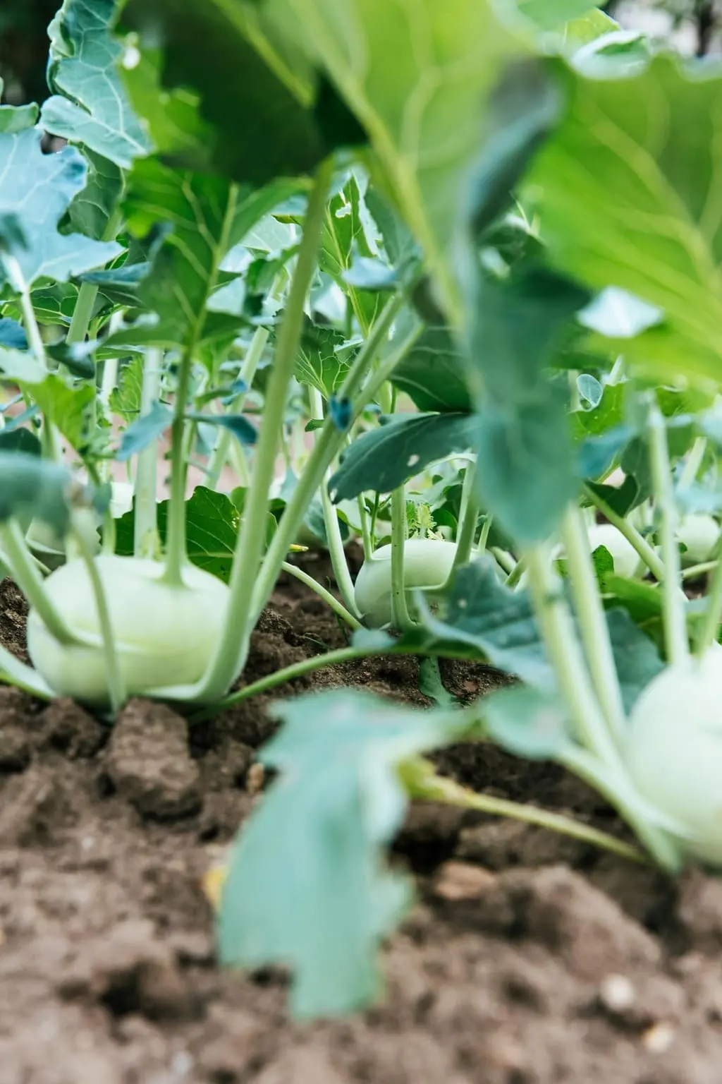 Kohl im Garten
