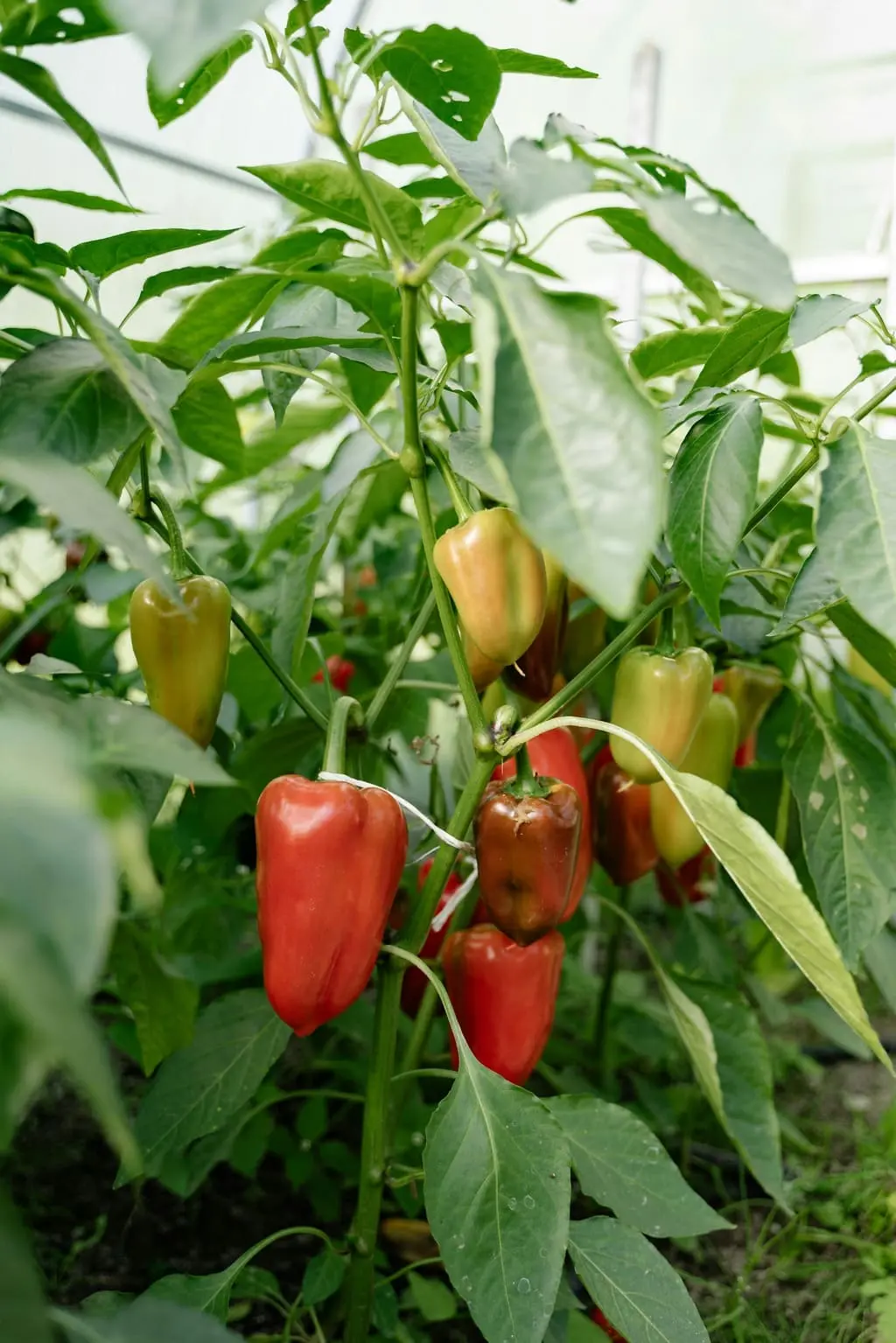 Chili im Garten