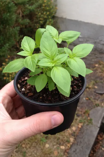 Zitronenbasilikum Jungpflanzen abzugeben