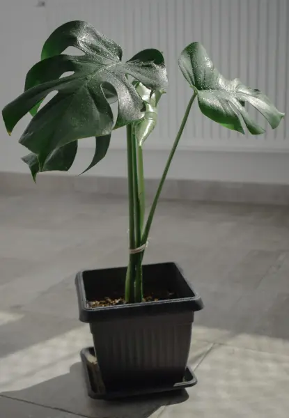 Monstera deliciosa (Fensterblatt) – gesunde Jungpflanze