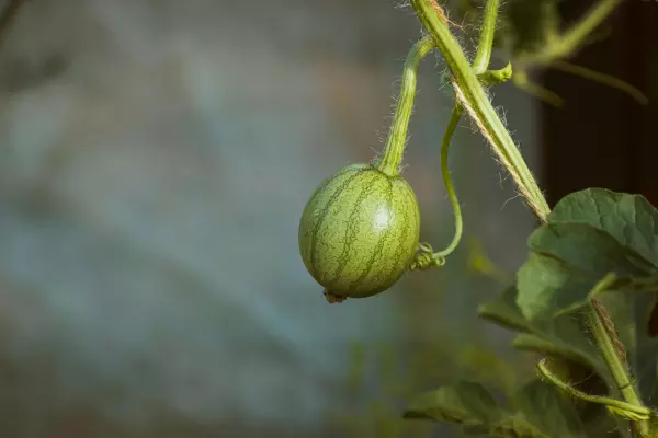 Mini Wassermelone