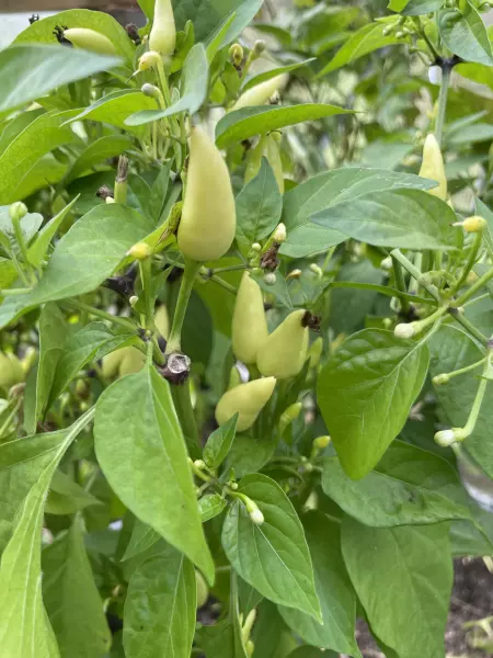 🌶️ Ornamental Chili Samen 2024 🌶️