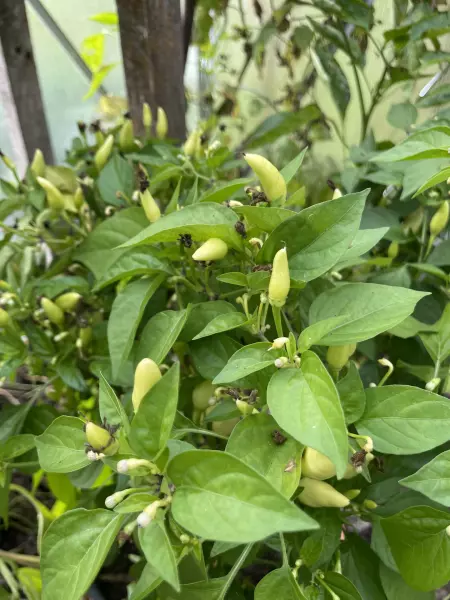 🌶️ Ornamental Chili Samen 2024 🌶️