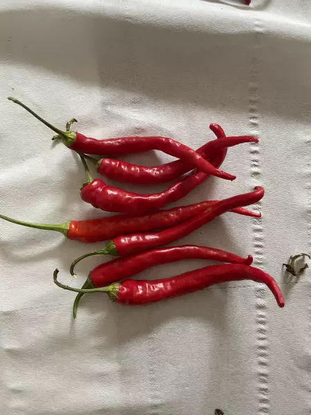 Chili Cayenne