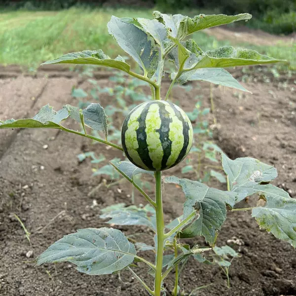 Wassermelone